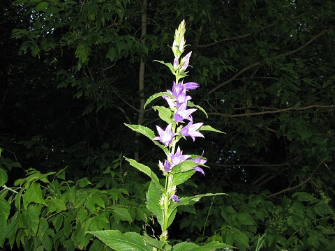 2020г. Портал опять в полночь открылся. 132в