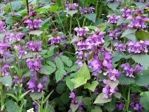 2020г. Они родились и живут. 150в