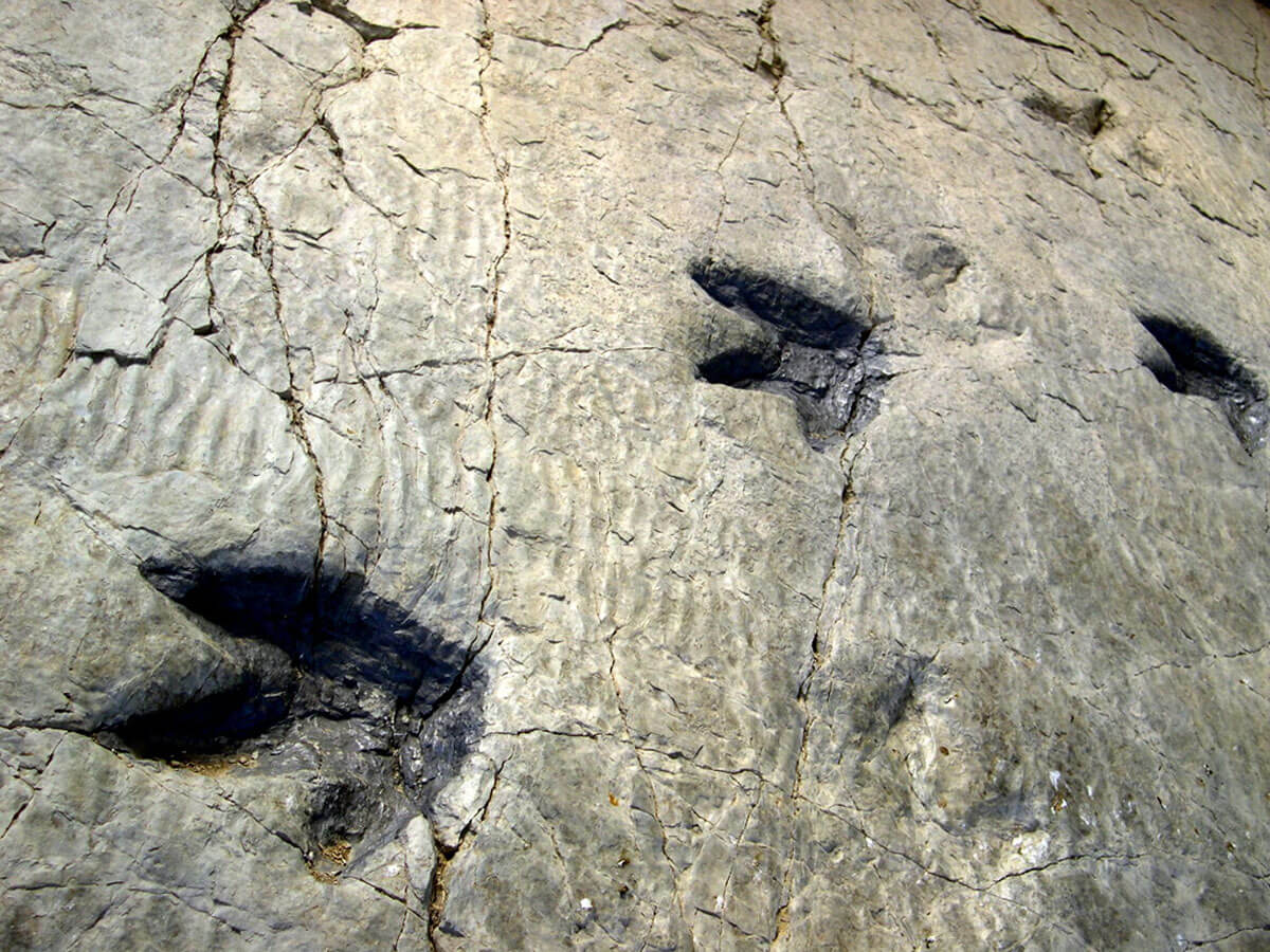 След динозавра в горной породе. Окаменелые следы динозавров в Туркменистане. Сатаплия следы динозавров. Ла-Риоха, Испания следы динозавров. Окаменелые следы человека и динозавра.