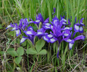 В роще серая кукушка