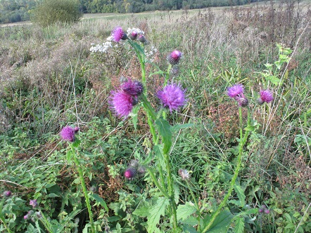 2020г. Цветы в лесу неповторимы. 204в