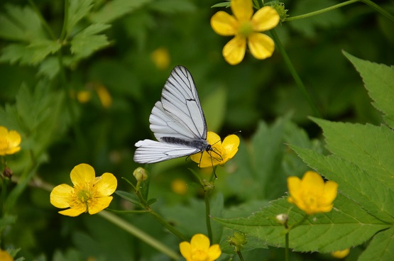 2020г. Уж месяц лета пролетел. 212в