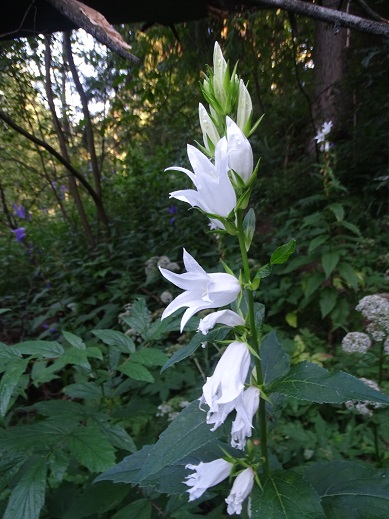 2020г. Услышать колокольчик нужно. 218в