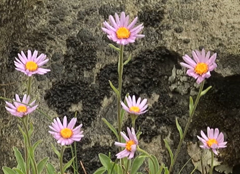 Мимо Ходом - стало всем вдруг хорошо...