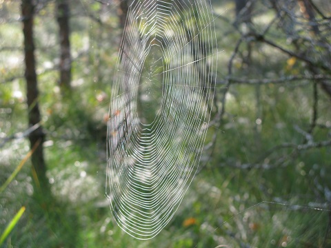 2020г. Когда - нибудь поймёшь и ты. 236в