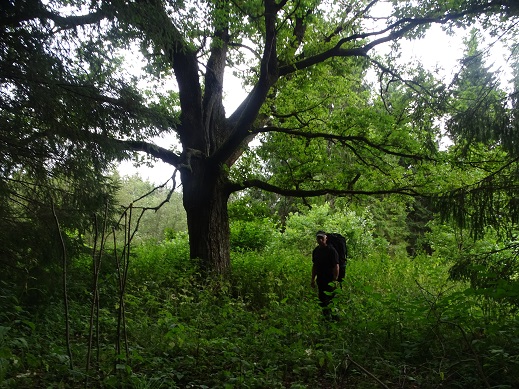 2020г. Мне дуб портал в мой мир открыл. 278в