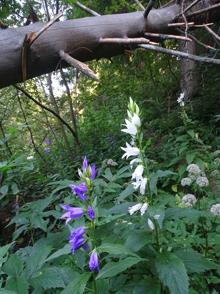 2021г. Последний день - ноябрь уходит. 032и