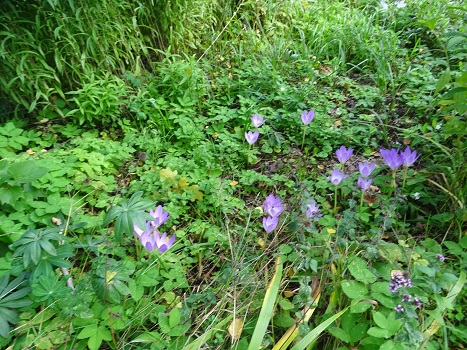 2021г. Я Вам пишу мой почитатель. 033и