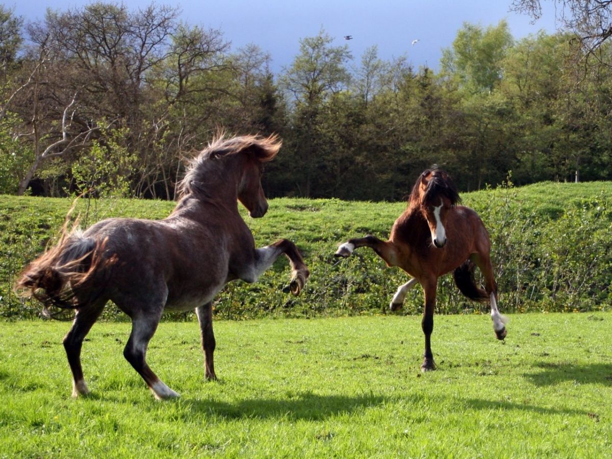 Танцующие лошади. Лошадь танцует. Танец с лошадью. Игривая лошадь.