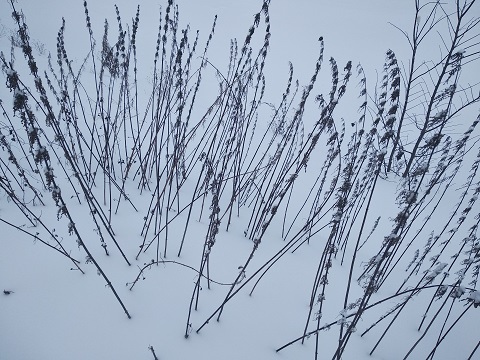 2024г. Крапивкой голой по спине. 586и