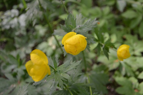 2021г. Не хочешь ты в моих объятиях. 056и