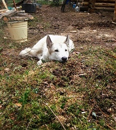 Охота на ос. Дневник Отшельника. Август 2016