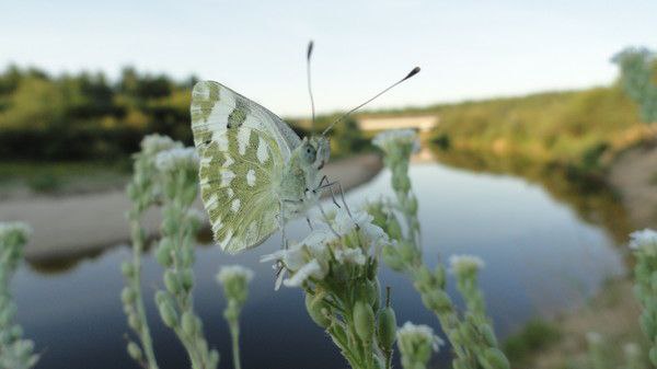 Хочу тебя под крылышко забрать
