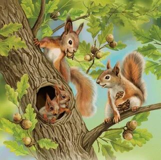 Белочка в лесу