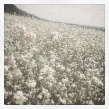 Киноа - Тенгизу Евгеньевичу Абуладзе посвящается