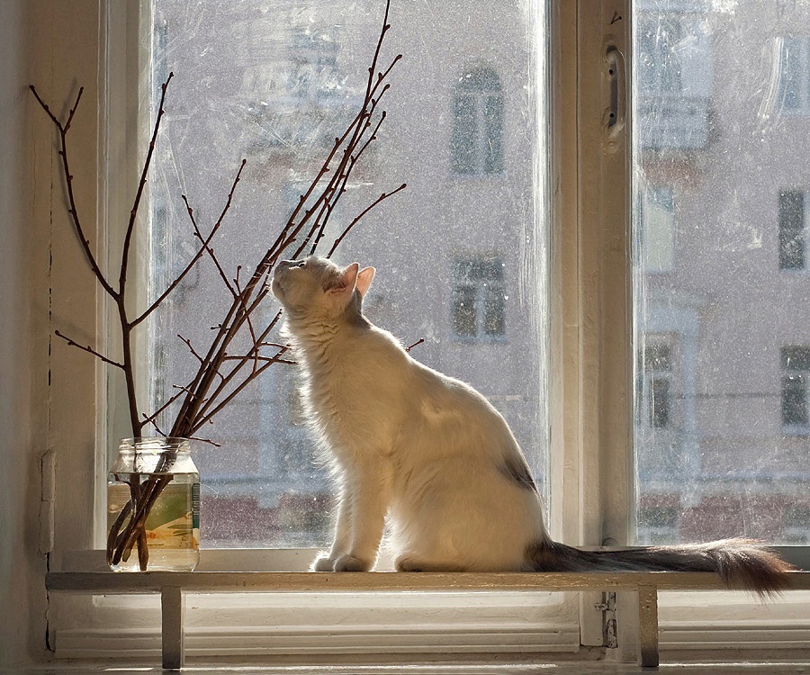 Кот ждет весну. Кот на окне.