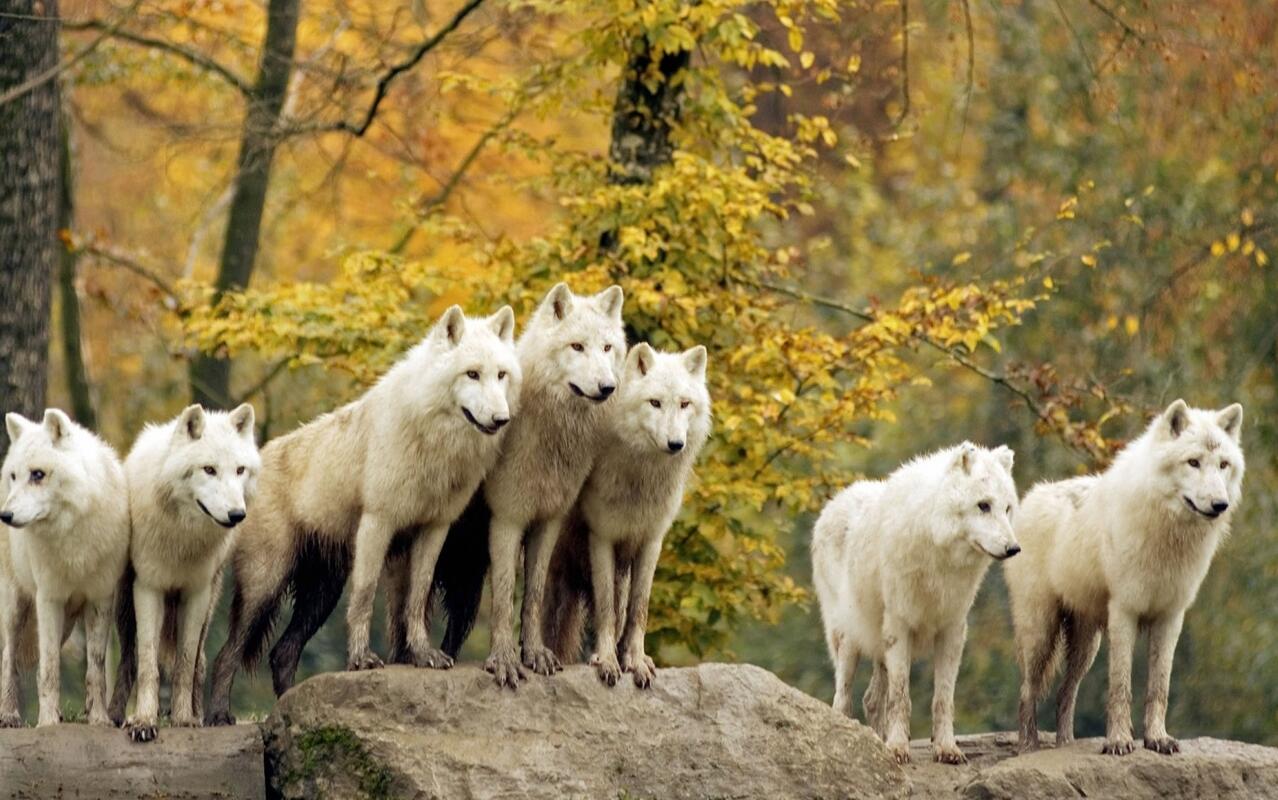 Волчья стая за мной