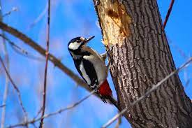 Прогулка по лесу 3