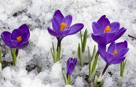 Вестники весны