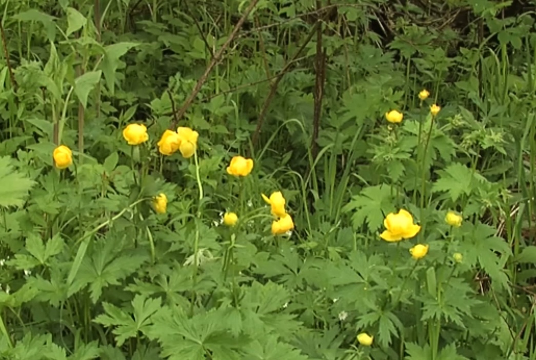 Память - Урал, Урал, - овеет дымом...
