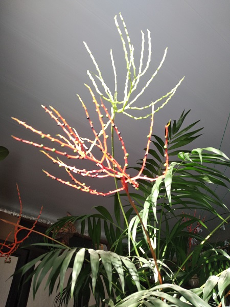 2024г. Ещё немного - озарение. 597и