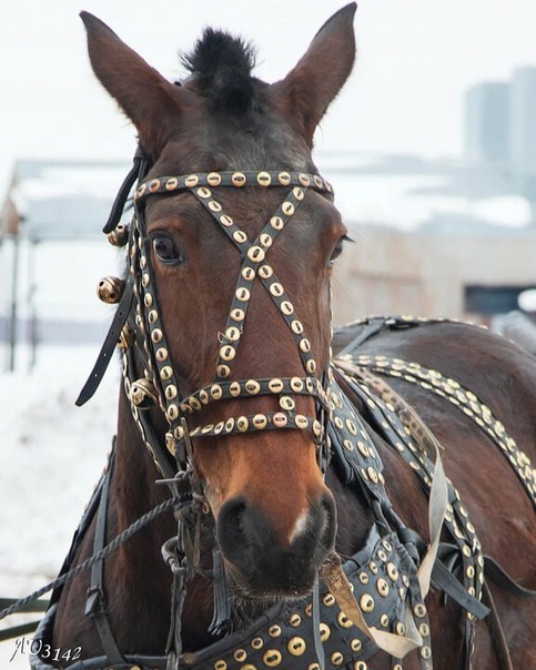 А я с тобой, голубоглазый. Песня