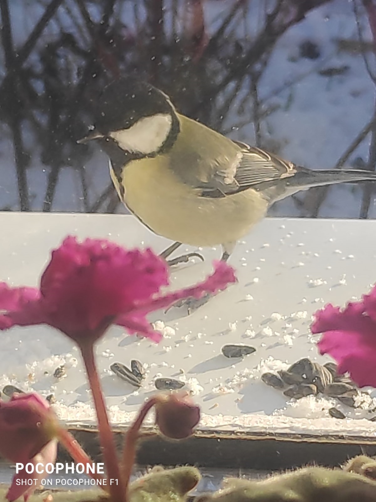 Синички на моем окне