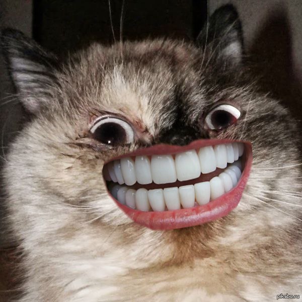 Кот смешно улыбается мем