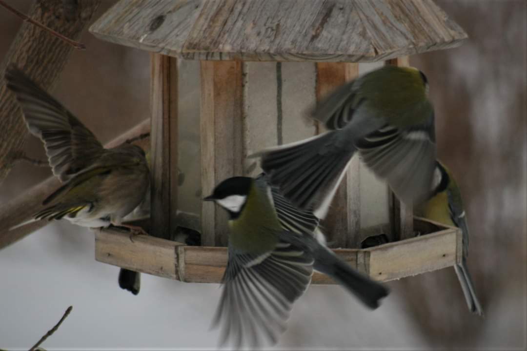 Прилетали тут синички