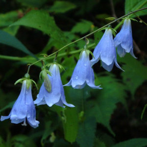 Позову с собою