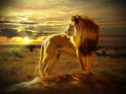 Лев и солнце