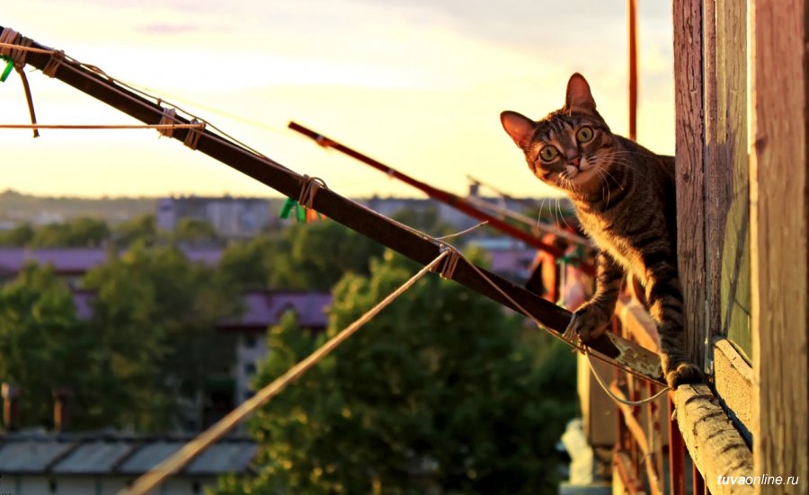 Коты, весны не прозевайте!