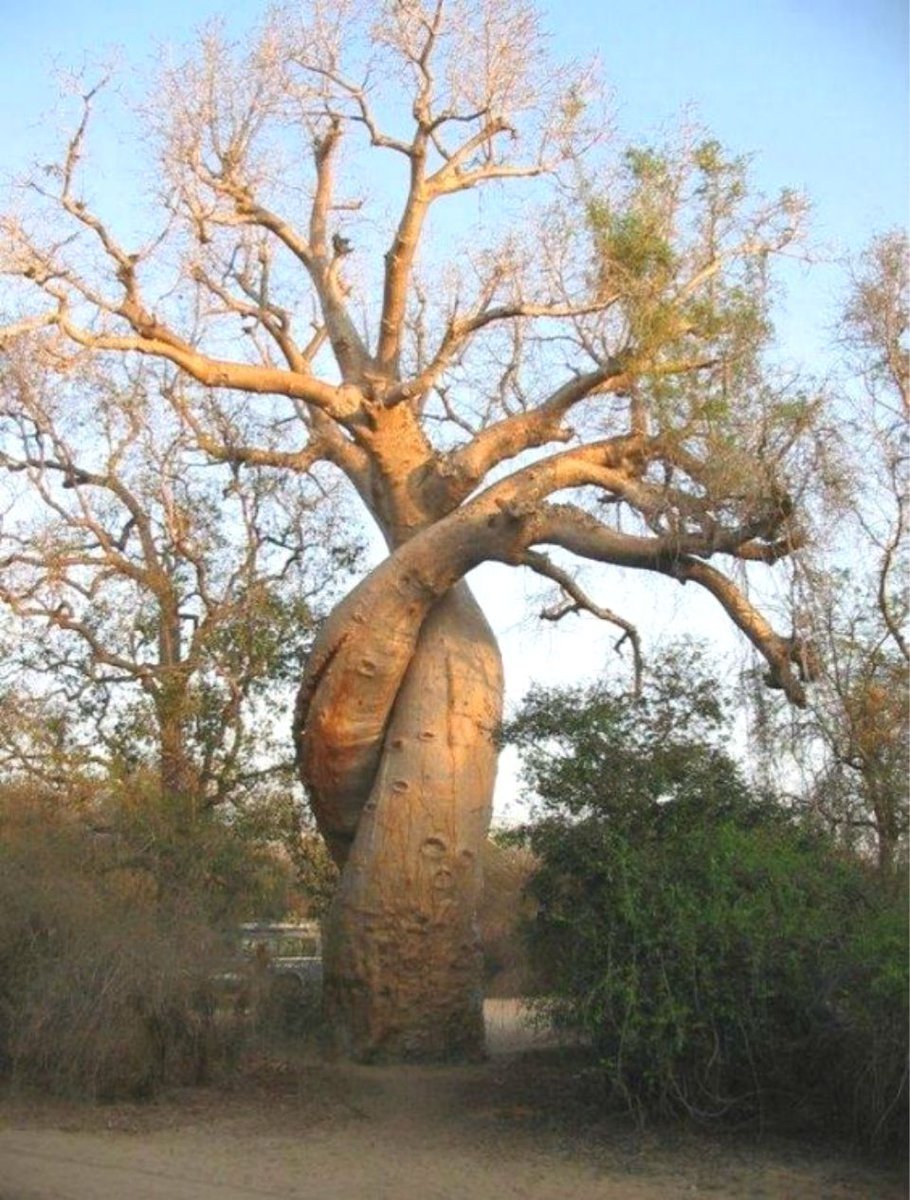 Я в тебя проросла, увы..