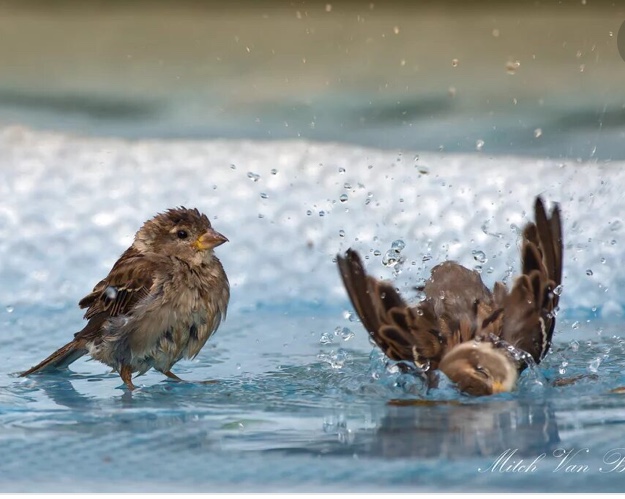 Музыка дождя