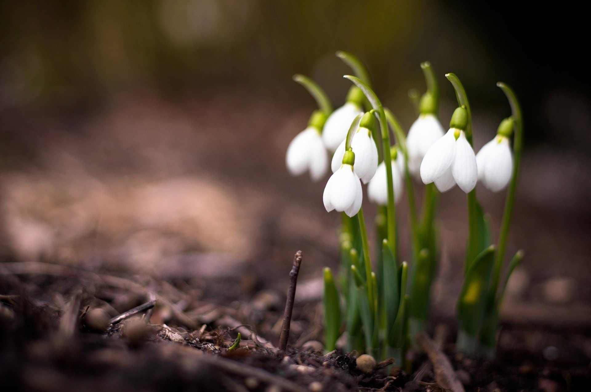 Зимы осталось на донышке