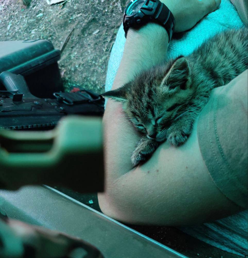 Монолог пушистого бойца