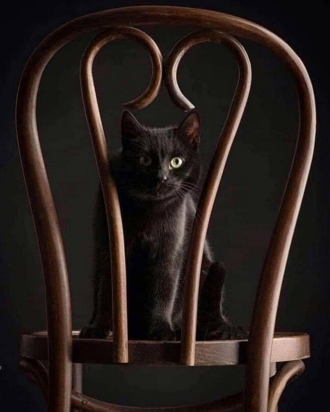 Когда в душе скребутся кошки