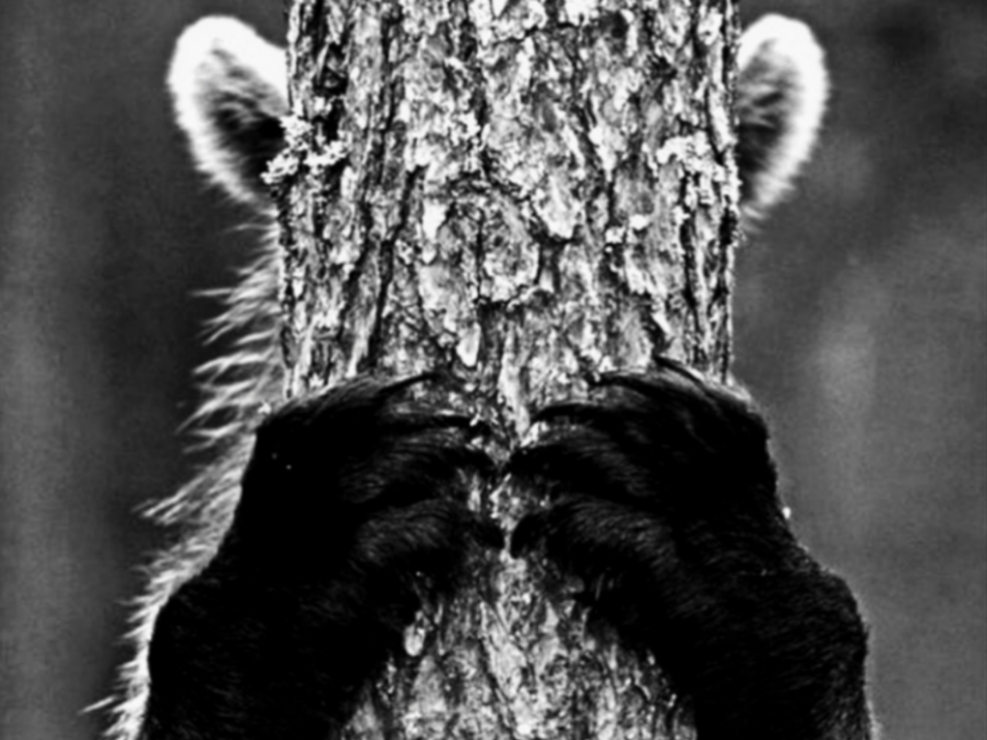 Я чувств своих не узнаю