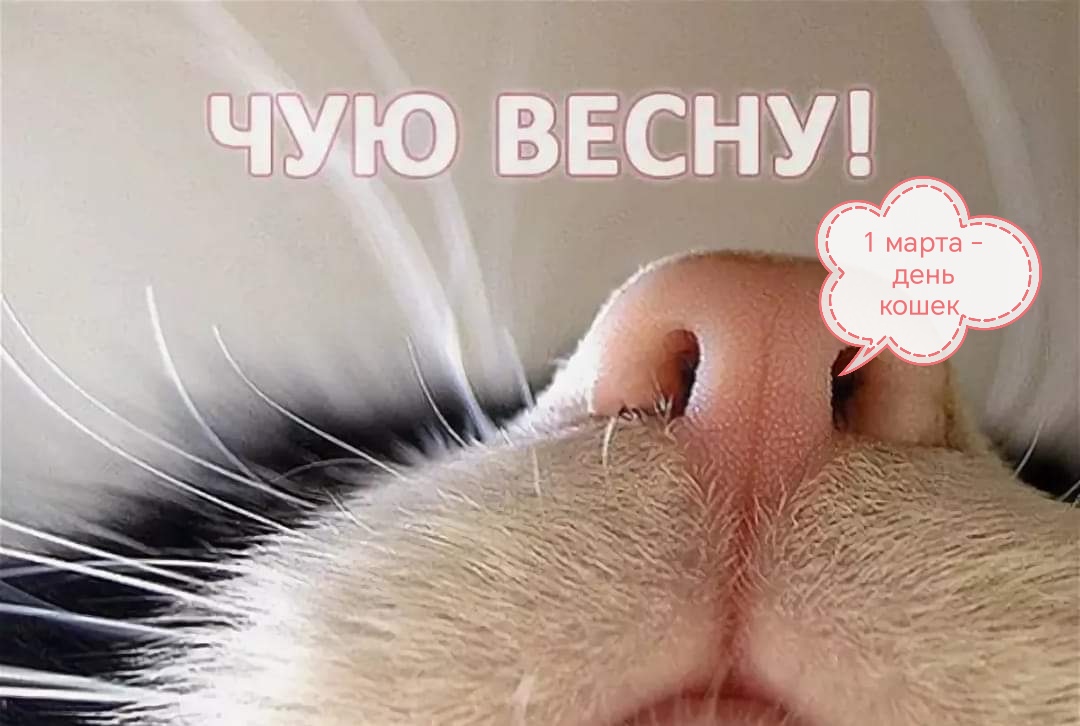 Приколы про зиму и весну. Запахло весной. Кот карабкается на дерево. Милый носик. Картинки запахло весной прикольные смешные с надписью.