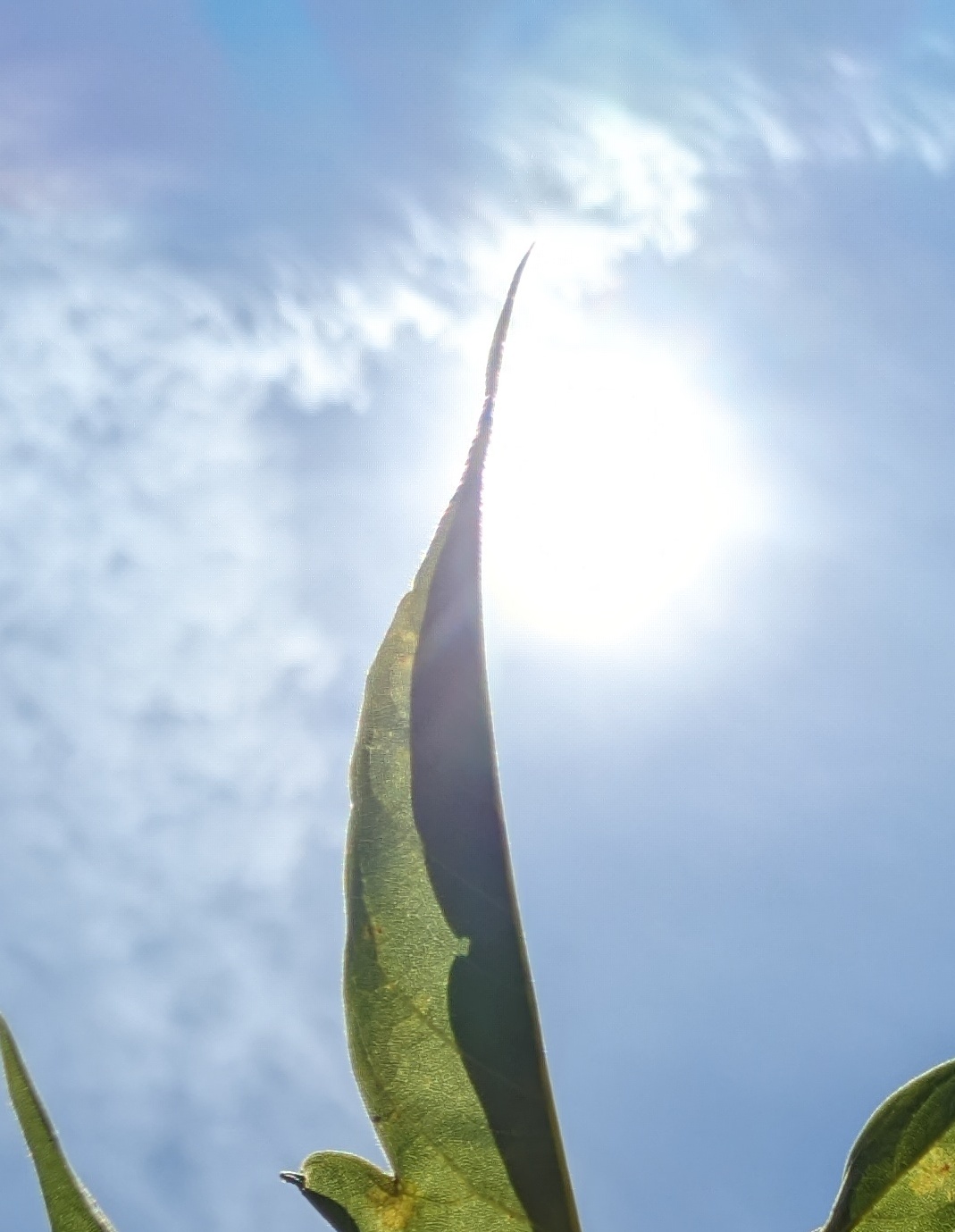 Дыхание свободы