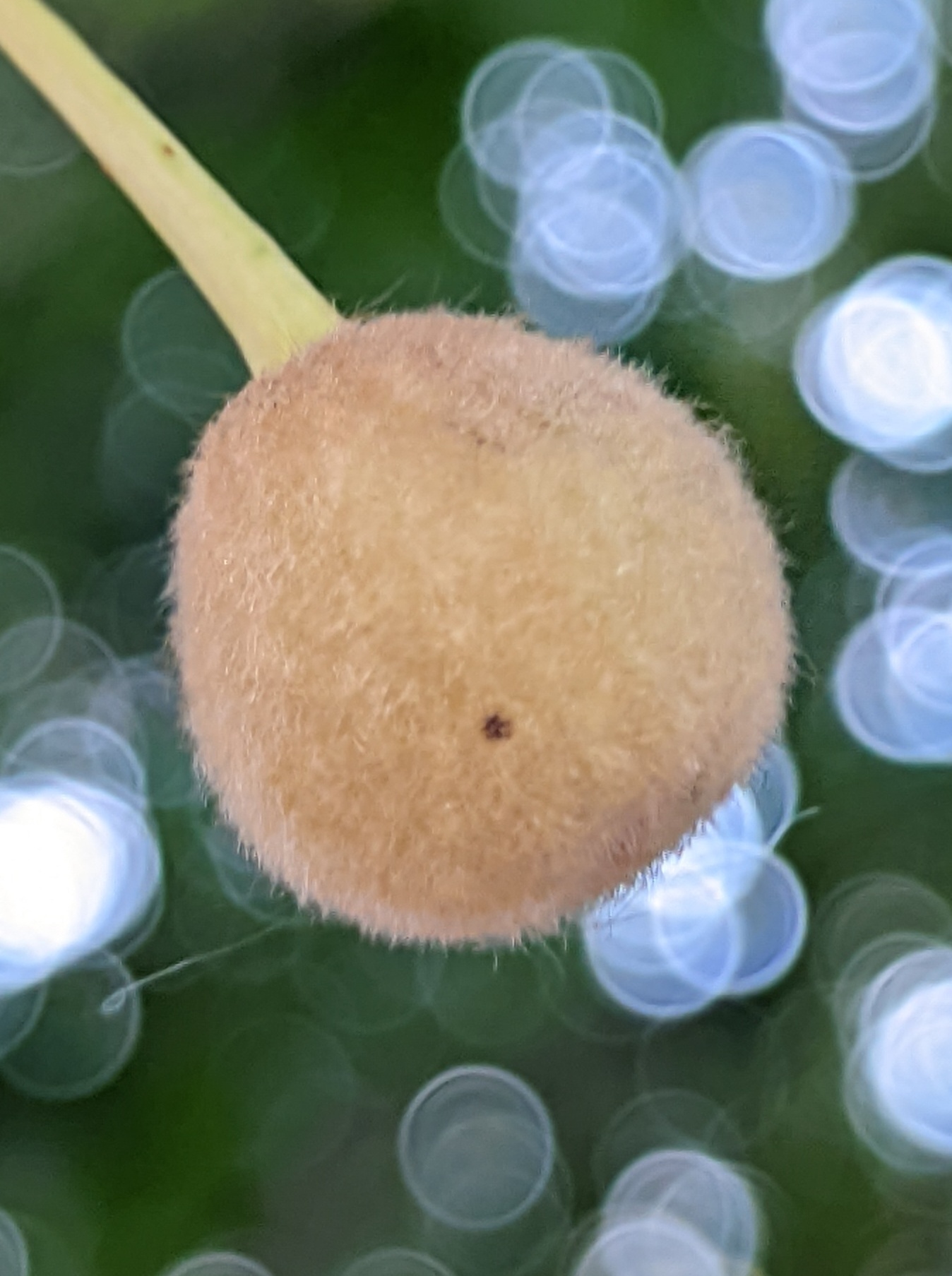 Возвращённое понимание