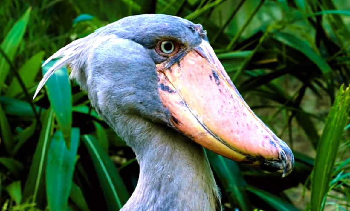 Мимо Ходом - счастливо-дуроватый вид...