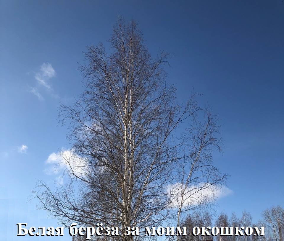 Белая берёза за моим окошком