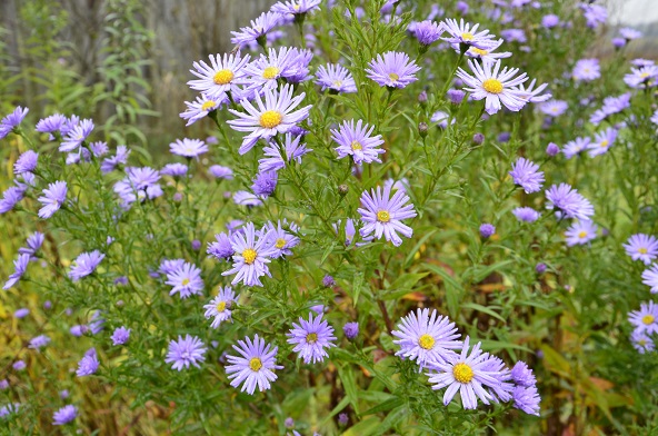 2024г. Во сне всё время я с тобою. 1005с