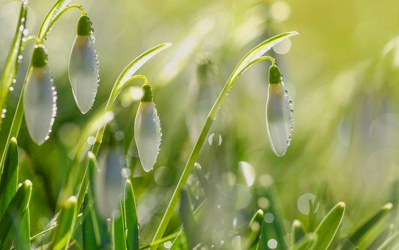 А по ночам ещё слышна капель