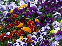 Спор фиалок