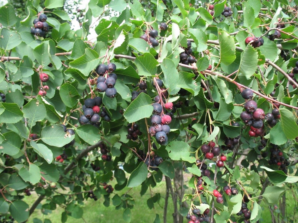 Древесная метаграмма