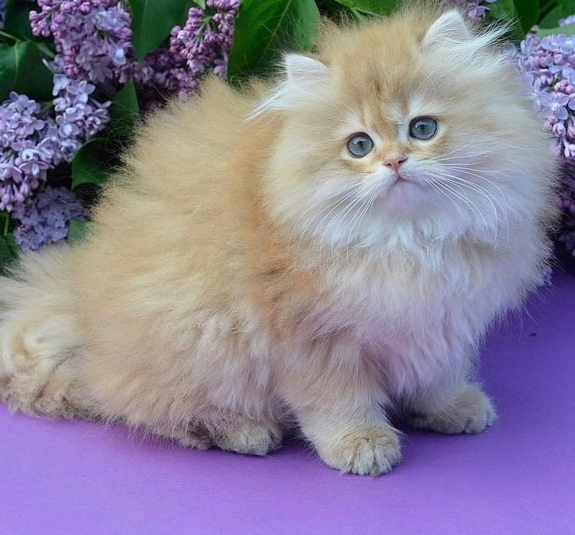 Быть кошкой мягкой, кремовато-золотой...