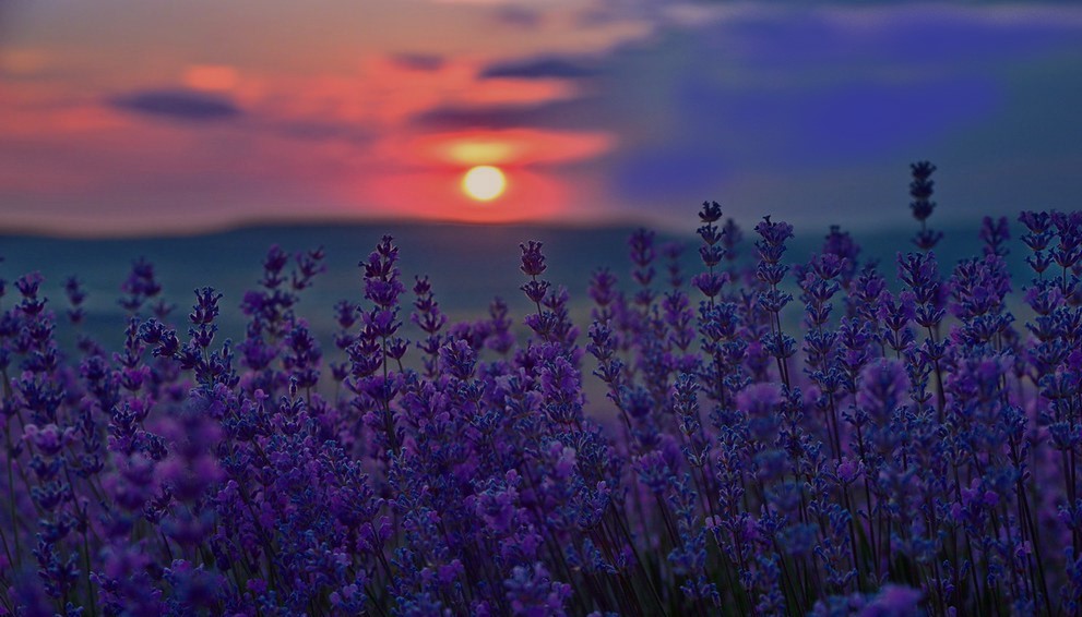 Лиловое платье