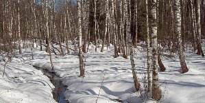 Март то хмурится, то вдруг смеется...